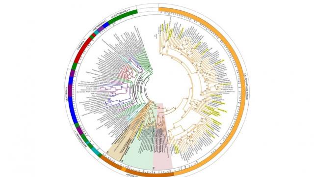 phylogenetic tree