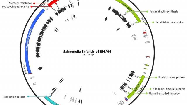 Salmonella genome